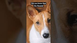 The Basenji’s Yodel:A Fascinating Sound