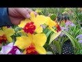 view Orchids: Judging Color digital asset number 1
