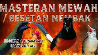 Masteran Besetan Tembakan Burung Juara #masteranburung #masteranburungjuara