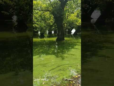 آن د م که گره خورد ن گاهش به ن گاهم می شد م توقف کنم ای کاش ز مان را