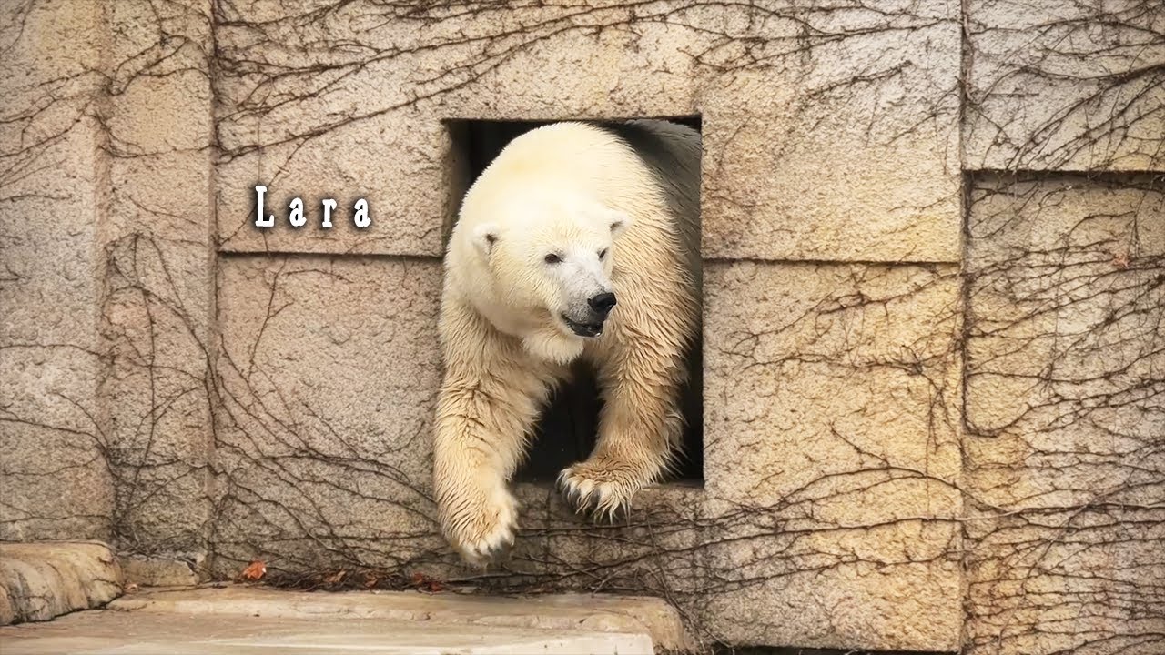 Polar bear Lara｜ホッキョクグマ しろくま ララ 円山動物園 - YouTube