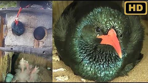 LIVE - The saga of Wanda, Fluff, Lintball, Pompom ...