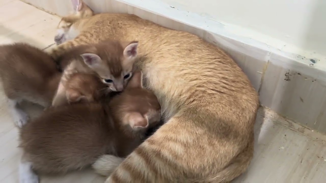 Main, menyusu dan tidur bareng - Trio imut bikin gemes😻💞