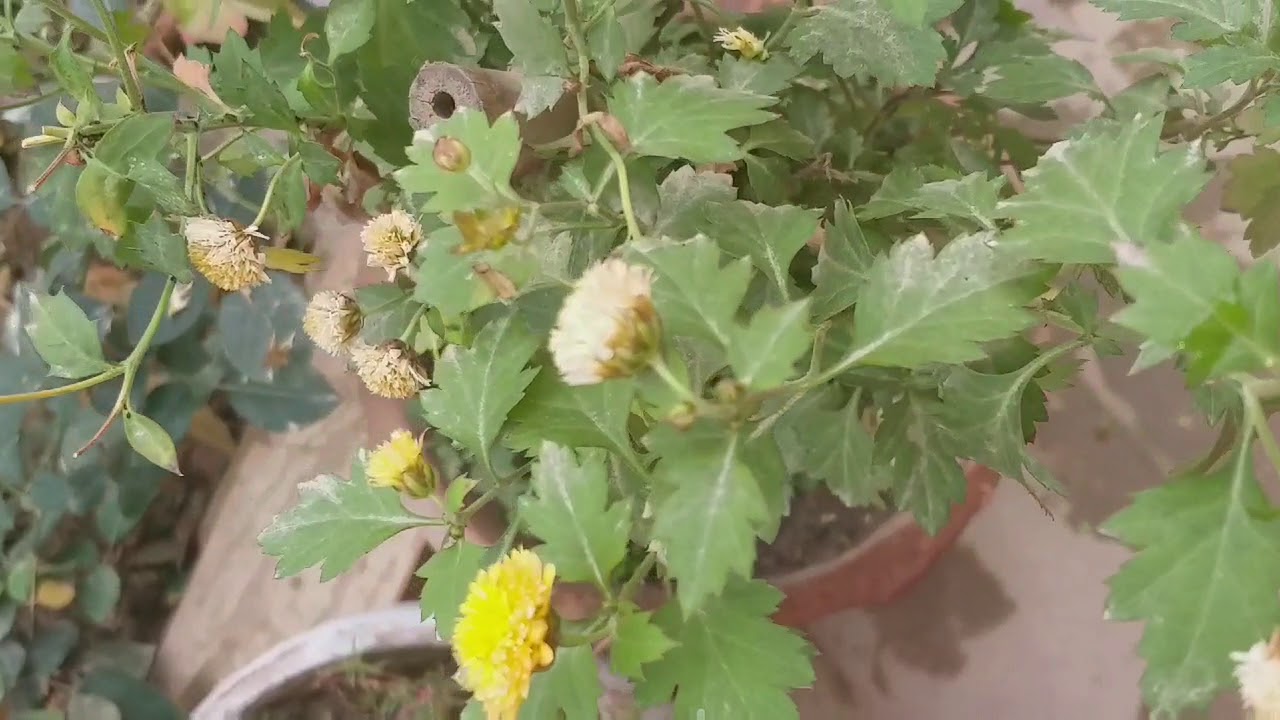 Spidermite Attack On My Chrysanthemum Plant,How to Get Rid Of