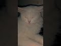Aaj Kisi Ka Game Bajana hai.#persian #persiancat