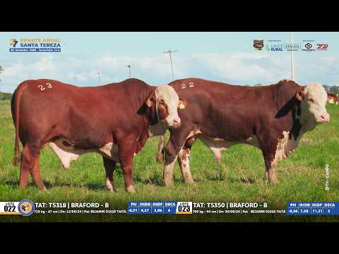 Lotes 22 e 23 Braford | 27º REMATE ANUAL SANTA TEREZA 29/09/26 ParceriaLeilões - El Campo Produções