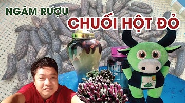 Ngâm rượu Chuối Hột Đỏ chuẩn bị ngày Tết, Công dụng Chuối hột rừng