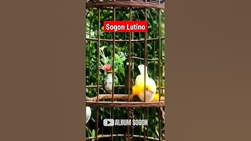 SOGON LUTINO MEWAH BANGET‼️