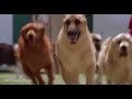 Dogs chasing Garfield BOW WOW WOW YIPPY YO YIPPY YAY BOW WOW YIPPY YO YIPPY YAY!!!
