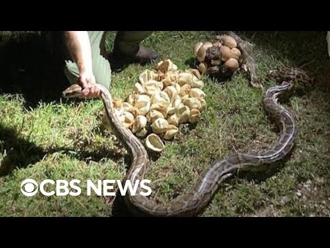 Two massive mama pythons, dozens of hatched and unhatched eggs discovered in Florida