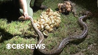 Two massive mama pythons, dozens of hatched and unhatched eggs discovered in Florida