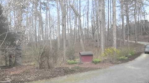 Dangerous Maple Tree