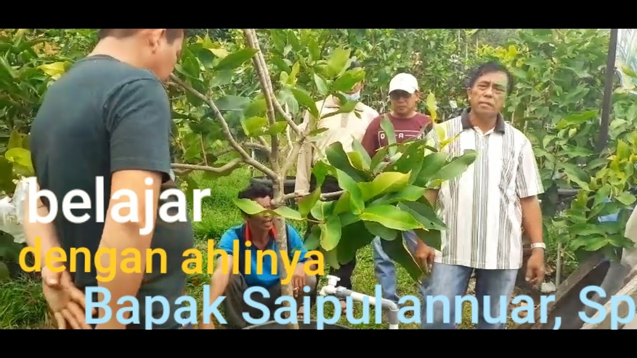 belajar dengan yang ahli. tanaman tabulampot bersama Bp.Saipul annuar,sp