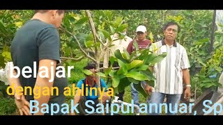 belajar dengan yang ahli. tanaman tabulampot bersama Bp.Saipul annuar,sp