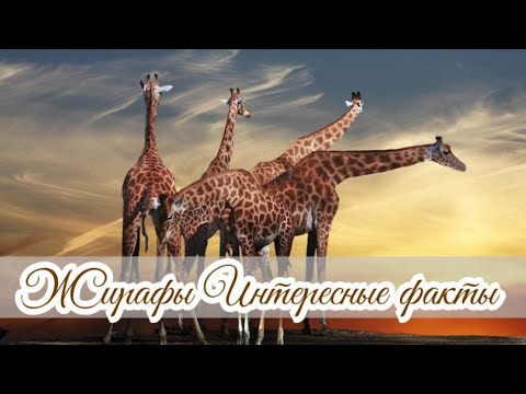 Animal World Жирафы Интересные факты Giraffes Interesting Facts