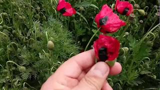 Yazın Evvelinde Xacmaz Colunde..laleler, Laleler