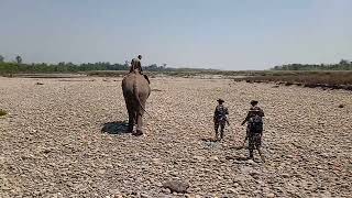 #rhino #wildlife #chitwannationalpark #dumariyatharu