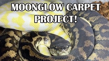 MAKING MOONGLOW CARPET PYTHONS