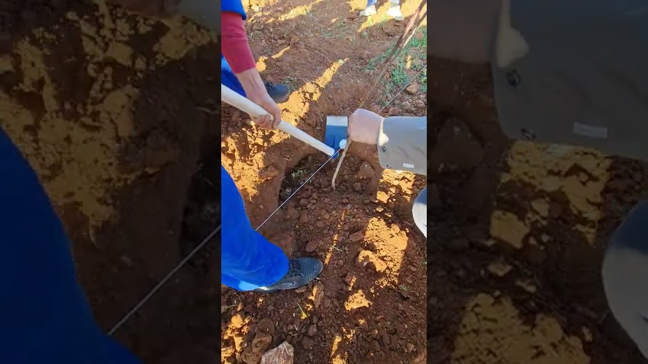 كيفية غرس اشجار الخوخ و النكتارين، مطعمة برعم نائم ( حساسة).