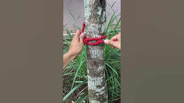 Amazing Loop Knot Tutorial #knot #rope #knottutorial