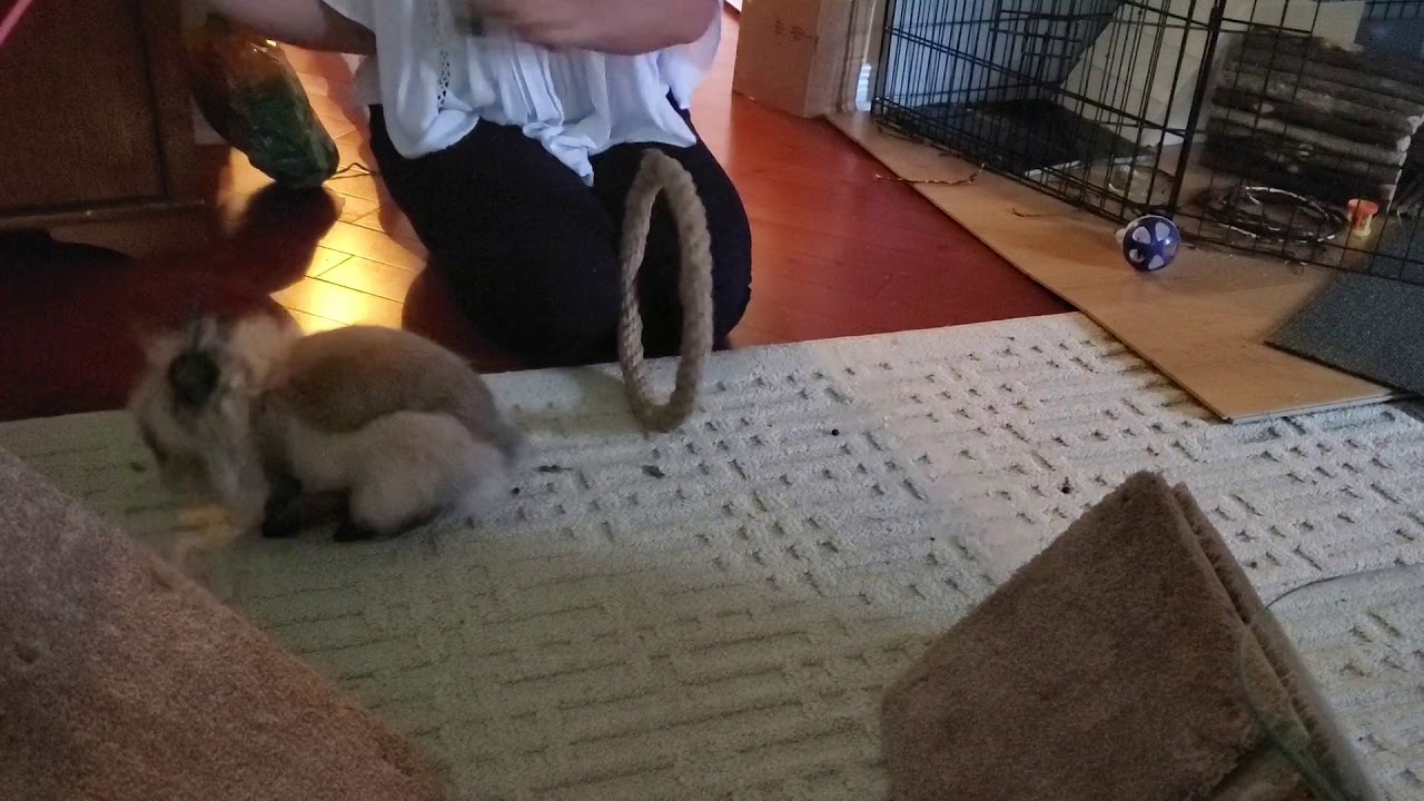 Rabbit Tricks Gizmo The Baby Lionhead "hoop jump" early target