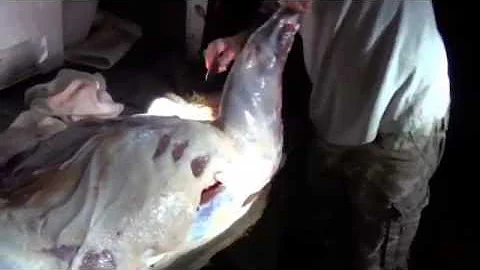 Tailgate Hog Cleaning
