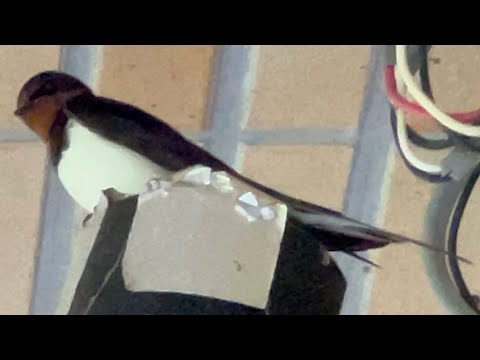 627金 ツバメの里→名古屋
