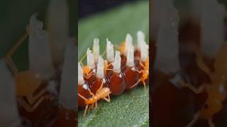 “Nature’s Silent Killer Begins Life | Assassin Bug Egg Hatching (AI Visual) #bug