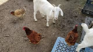 Homestead update. New Family Member Ducks Goats & Chickens plus SUPRISE @RANDOUGHSURVIVOR