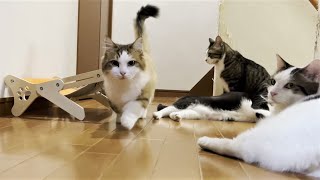 ネコワナンビキオッテモコマランと思う。ページ My cats never get their names wrong. - YouTube