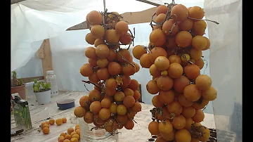 Come produrre pomodori in inverno?