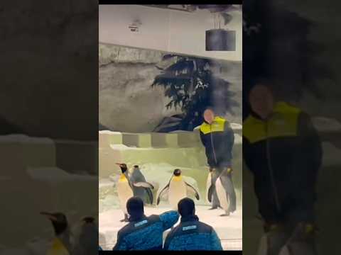 Penguins Show🐧🐧🐧 ||Ski Dubai#viral #trending #dubai #youtubeshort #dubailife 🇦🇪