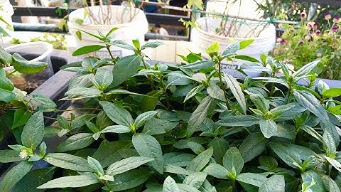 #144 Cây Cỏ Mực chữa bao tử, dạ dày rất hiệu quả