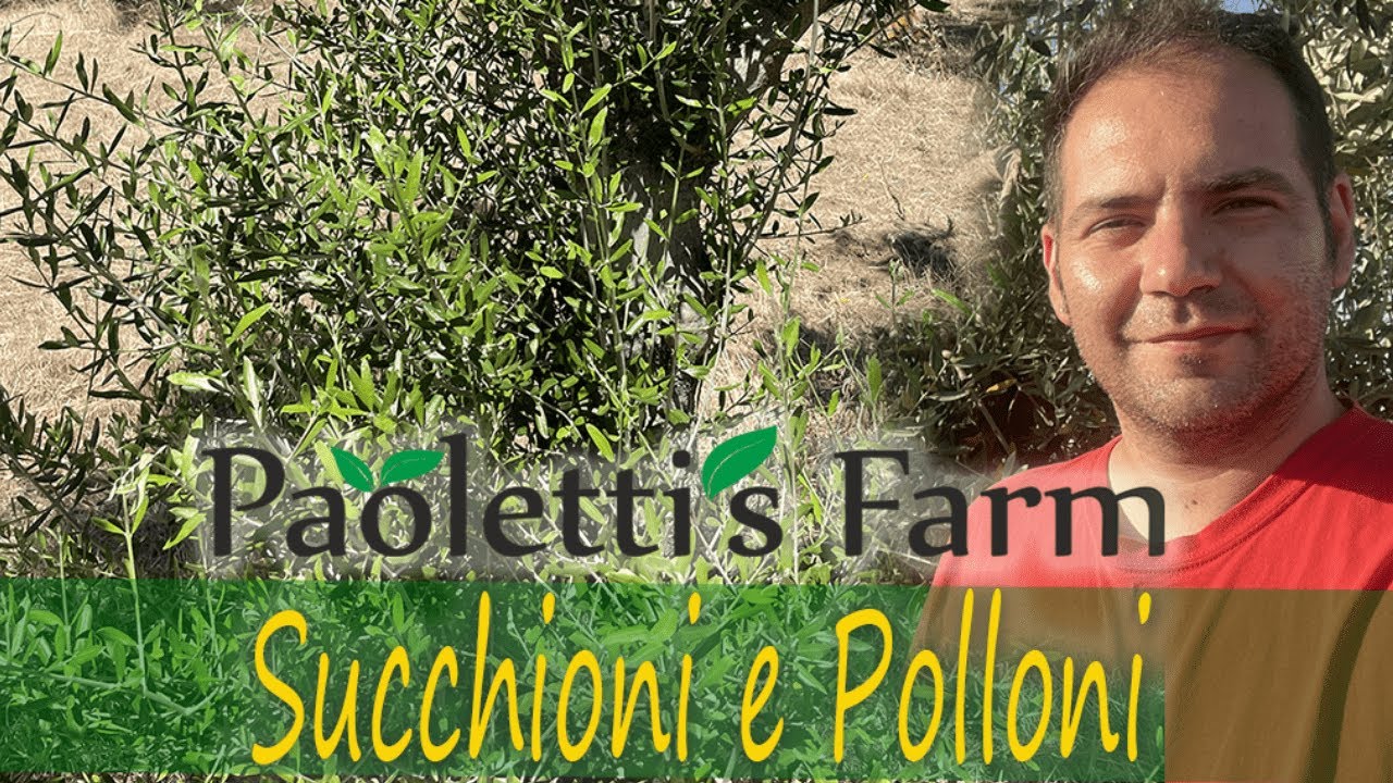 Come Gestire Polloni e succhioni nell'Uliveto - YouTube