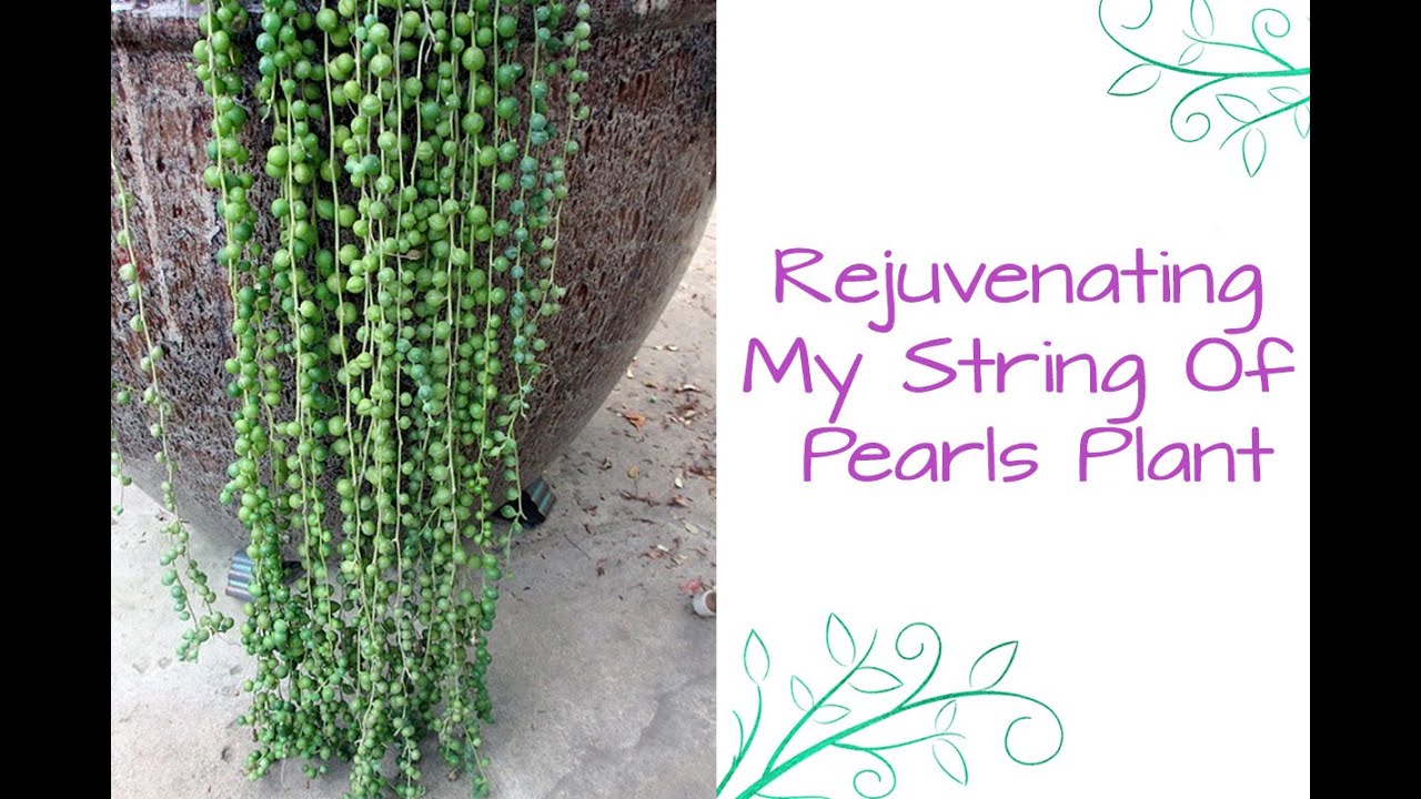 String Of Pearls Cuttings & How To Plant Them / Joy Us garden 