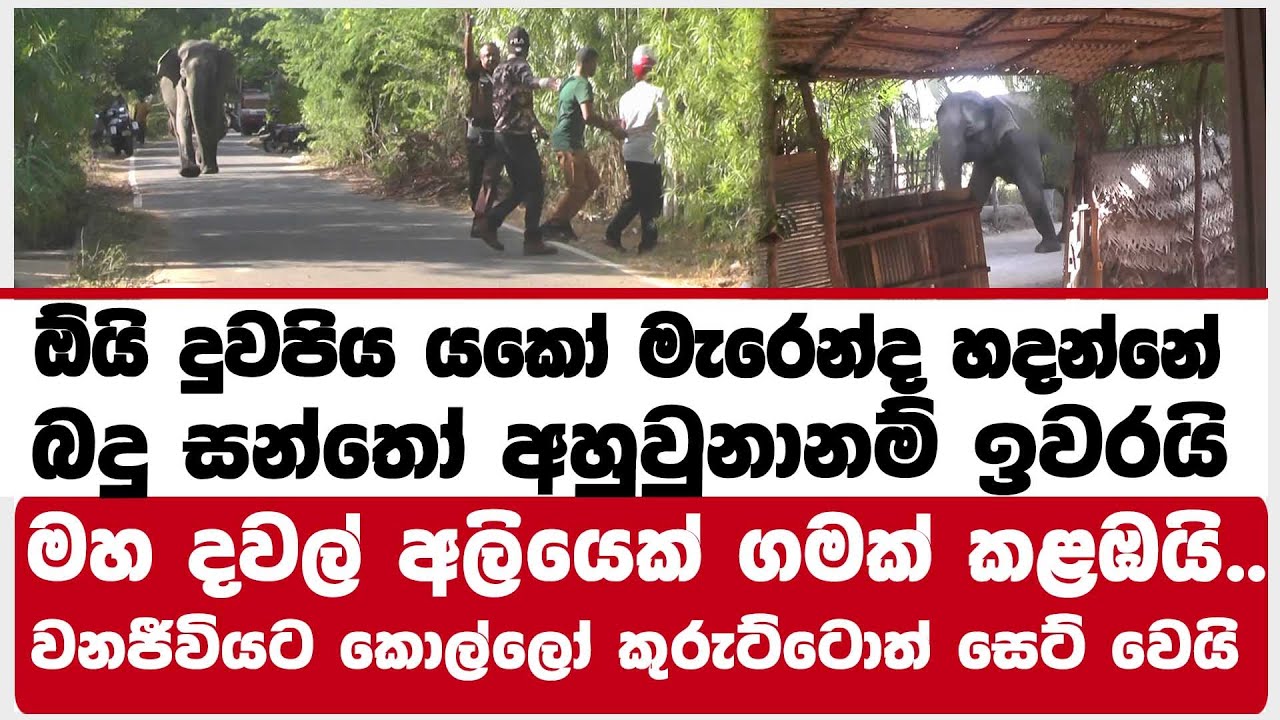 ඕයි දුවපිය යකෝ මැරෙන්ද හදන්නේ බදු සන්තෝ අහුවුනානම් ඉවරයි | මහ දවල් අලියෙක් ගමක් කළඹයි..