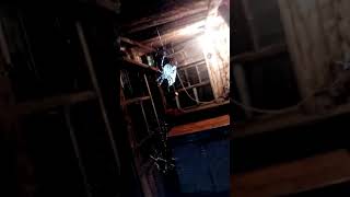 Пауки, питомцы моего дома=)) Пауки, питомцы моего дома=))
