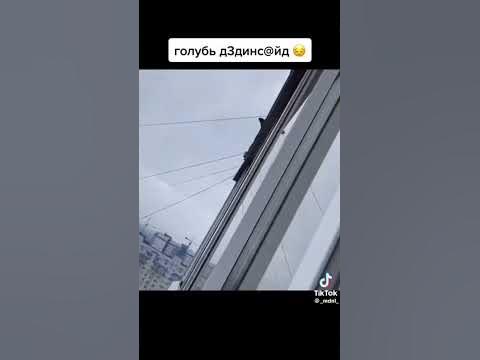 голубь дед инсайд - YouTube