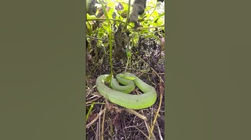 Mẹ ơi có rắn #short #sopvideo