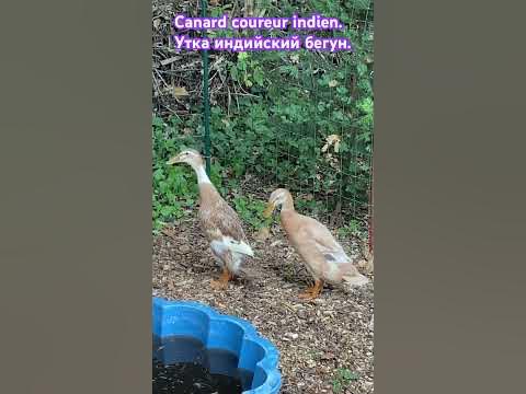 Indian Runner duck. Утка «Индийский бегун». - YouTube