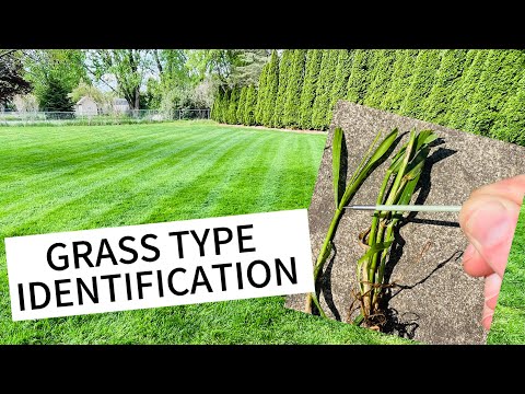 Identifying Grass Types | Perennial Rye Grass and Tall Fescue