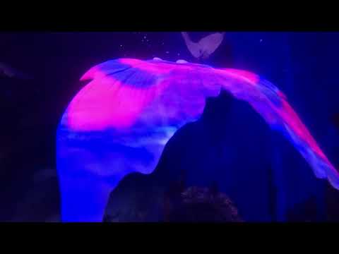 Fantasea Fin Three