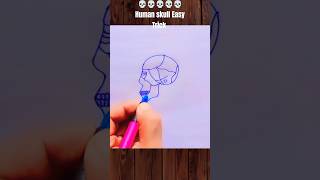 Human skull easy trick 👍💀 #art #drawing #diagram #reelsart #skull #humanskull #anatomy #bones