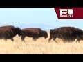 ¿Hay bisontes en México? Reportaje especial / Titulares con Vianey Esquinca