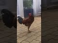 சோத்துல விஷம் வச்சிருவாளே #funny_chicken #kozhi_koothugal #comedy #petscomedy #funny #cow #pets