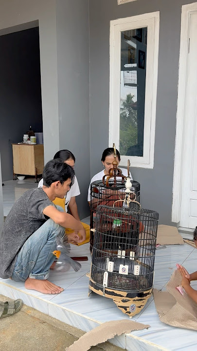 Detik detik burung anis merah kesayangan lepas dari sangkar #ebiwirawan