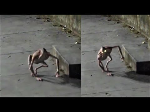 Scary Videos Must Watch Tonight | Bigfoot | Goblin | Creatures | Paranormal Activity