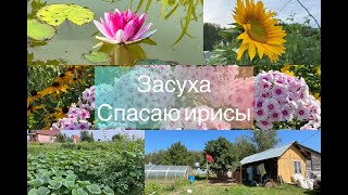 Засуха. Спасаю ирисы