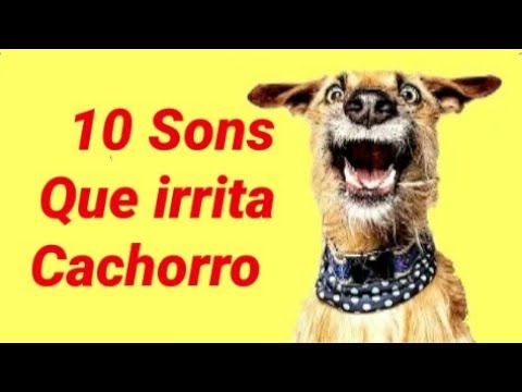 10 Sons Que os Cachorros ODEIAM | FAÇA O TESTE parte 4