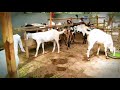 Village Goats || Goats || Funny Goats || Village Goats Vlogs || Bakra Mandi Islamabad || Bakra Mandi